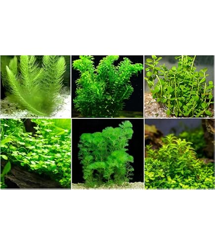 Amazon.com: Bucephalandra SP. Wavy Green - Rare Live Aquatic Plant